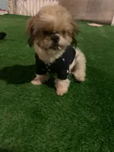 Pet-Dog-Clothes Jacket Coat Puppy Dogs Chihuahua Cotton for Warm Thick And Thin