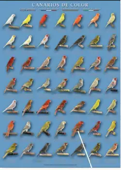 

POSTERS and COLOR Canary lamines 3