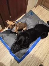 Dog-Bed-Cushion Blanket-Mat Sofa Dog-House-Pad Pet-Nest Puppy Animals Large Dog Breathable