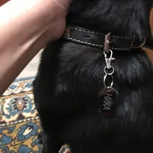 Dog-Id-Tag Address Pet-Name Free-Engraved Military Stainless-Steel Custom Personalized