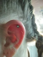 Unidad de Seguridad de Piercing de oreja estéril desechable, herramienta de salud, Kit de Asepsis, pistola de perforación Manual, 2 uds.