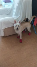 Zapatos para perros impermeables para invierno, accesorios para perros pequeños, medianos y grandes, botas cálidas de felpa, deportivas, osito cachorro, Chien chihuahua