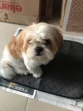 Seat-Bed Diaper-Mat Urine Absorbent Training-Pad Washable Dog-Pet Waterproof Protect