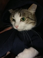 Warm Pet Clothes For Cats Clothing Autumn Winter Clothing for Cats Coat Puppy Outfit