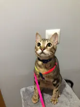 Collar ajustable para mascotas y gatos conjunto de Correa y arnés para gatos y perros, mascotas pequeñas, arcoiris de nailon, conejo, correa para perros Katten Halsband