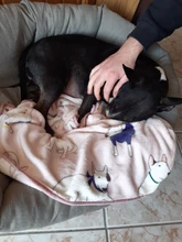 Dog-Beds Blanket Bull-Terrier Chihuahua Puppy-Sleeping-Covered-Mat Dogs Small Large 