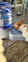 3.8L Pet automática comedero de perro y gato beber tazón para perro de agua potable de la alimentación del gato de gran capacidad de Gato perro