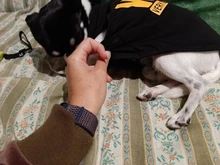 Puppy Shirt Teacup Dog-Vest Yorkie-Bulldog Dogs Pawstrip Summer Pet Small for Teddy