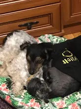 Disfraz de primavera para mascotas, ropa para perros y gatos, camiseta fina de algodón transpirable sin mangas, chaleco negro Simple