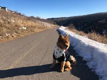 Pañuelo para perro, accesorios para perro, dibujo de fruta, piña, algodón, a cuadros, lavable, babero para perro y gato