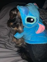 Jacket Hoodie Outfit Coat Animal-Costumes Pet Golden-Retriever Small Winter Large Medium