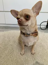 Dog Collar & Leash Set for Pet Dogs Cats Puppies Cute Bowtie Buckle Collar Adjustable