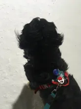 Led-Light Backpack Harness Collar Truelove Safety for Pet-Wear with Water-Resistant And