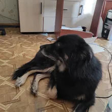 De policarbonato para perros ajustable máscara ladrar morder de la boca de malla boca aseo Anti deja de masticar