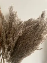 Pampas-Grass Reed Flower Wedding-Decoration Bunch Light-Color Natural Dried Christmas
