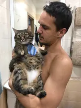 [MPK Store] Cat Toy Cat Costume Clip Tie for Cats and Dogs, Cat Collar