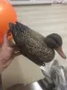 Изображение товара 5