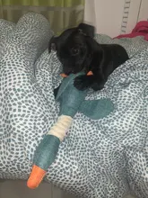 Dog-Toys Puppy Squeak Chew-Cleaning Plush Pet-Resistance Cat Cartoon Cloth Linen 33cm