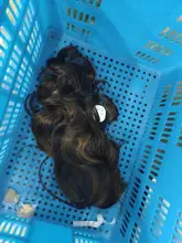 ALAN EATON-Peluca de cabello sintético para mujer afroamericana, cabellera artificial largo ondulado con flequillo, color negro, marrón y dorado, resistente al calor