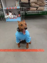 Winter Overalls for Dogs Warm Waterproof Pet Jumpsuit Trousers Male/ Female Dog Reflective