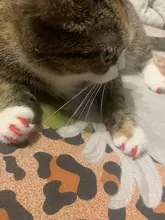 Unids/lote tapones para uñas de gato, Protector de uñas suave con pegamento adhesivo gratis 5x + aplicador 5x XS S M L, 100