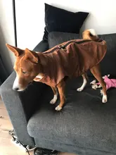 Jacket Vest Puppy-Clothing Pug-Coat Small Dogs Chihuahua Waterproof Winter Teddy Pet-Dog