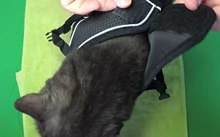 Reflectante cachorro gato arnés chaleco caminar perro ajustable Collar de gatito de malla de poliéster arnés para pequeño mediano perros