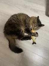 Cheap Pet Products Fish Toy Cat Scratch Board Scratching Post Catnip toys for Cat Pet