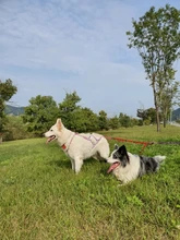 Harness Pet-Agility-Products Pet-Training Reflective Dog-Weight Walking for Padded-Nylon