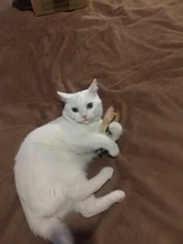 Pet Soft Plush Creative 3D Carp Fish Shape Cat Toy Gifts Catnip Fish Stuffed Pillow Doll