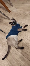 Invierno ropa para gato mascotas ropa de cachorros y perros sudaderas con capucha para pequeño mediano perros gato gatito Kitty trajes gatos abrigos chaquetas trajes