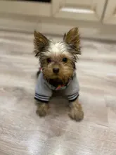 Jacket Costume Coat Bulldog-Clothes Small Dog Pug French Winter Pet-Dog Warm Cute 