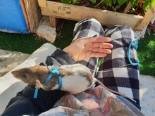 Nylon Pet Harness Leash For Hamster Adjustable Ferret Rat Mouse Bunny Harnesses Vest