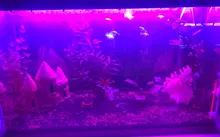 Lighting Aquarium-Light Plant-Lamp Fish-Tank-Light Underwater-Fish-Lamp LED Waterproof
