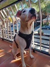 Adjustable Harness Dog-Accessories No-Pull-Vest Truelove Large Padded Pet-Dog Outdoor-Sport