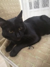 Anillos de gato Kinitial Vintage para mujer y hombre, Anillos de animales Punk, Anillos de gato, bisutería, 1 ud.