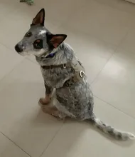 Harness Light-Weight Military-Service Truelove Dog Small Outdoor Tactical Medium Adjustable