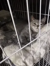 Bed-Mat Cushion Pet-Blanket Home-Rug Fleece-Pad Sleeping-Cover Cat Sofa Puppy Dog Soft-Flannel