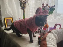 Ropa de Gato caliente para mascotas, abrigo, chaqueta para perros pequeños, medianos, gatos, Chihuahua, ropa de Yorkshire, disfraz rosa, S-2XL