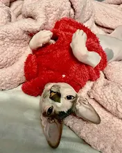 Ropa de Gato caliente para mascotas, abrigo, chaqueta para perros pequeños, medianos, gatos, Chihuahua, ropa de Yorkshire, disfraz rosa, S-2XL