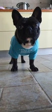 Letras de moda impreso Bulldog francés Camisa de algodón elástico ropa de perro mascota para Yorkshire Chihuahua verano bombero esposa camiseta bombero novia fuego emblema bombero Don bombero Cruz de traje