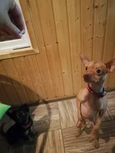 Dog-Collar Dogs Pink Customized Engraved Yorkies Chihuahua for Small