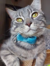 Collar de gato de terciopelo con lazo liso para cachorro, Chihuahua, con campana, hebilla de seguridad ajustable, pajarita para gatos, accesorios para mascotas