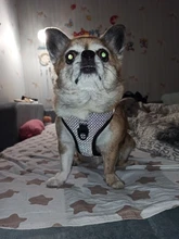 Pet-Harness Truelove Walk Padded Seat-Belt Handle Reflective-Dog Adjustable Small Soft