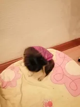 Clothing Sweater Pet-Outfit Small Dogs Classic Soft Winter For Dog Chihuahua Ropa Perro