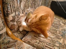 Pet Soft Plush Creative 3D Carp Fish Shape Cat Toy Gifts Catnip Fish Stuffed Pillow Doll