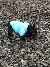 Adidog-ropa para perros pequeños, chaqueta con capucha deportiva de invierno, suéter de algodón suave abrigado puro, Chihuahua de peluche, ropa para cachorros