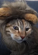 Disfraz de perro o gato Peluca de melena de León, gorro para gato, perro, ropa de Halloween y Navidad, vestido de lujo con orejas, ropa para mascotas