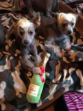 Plush-Dolls Dog-Toys Dog-Accessories Interactive-Toy Dogs Airdrop Puppy Game Chew-Molar