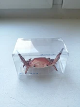 Japoneses nuevos creativos lindo cangrejo pluma titular halterofilia cangrejos Penholder estante soporte de almacenamiento regalo papelería